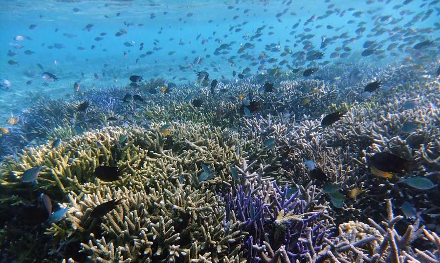 Karang Gili Kondo
