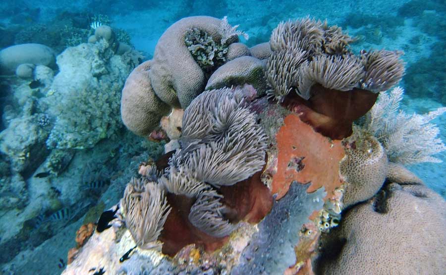Karang Gili Kondo