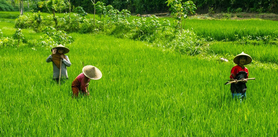 View of rice fields in Tetebatu Village Lombok
